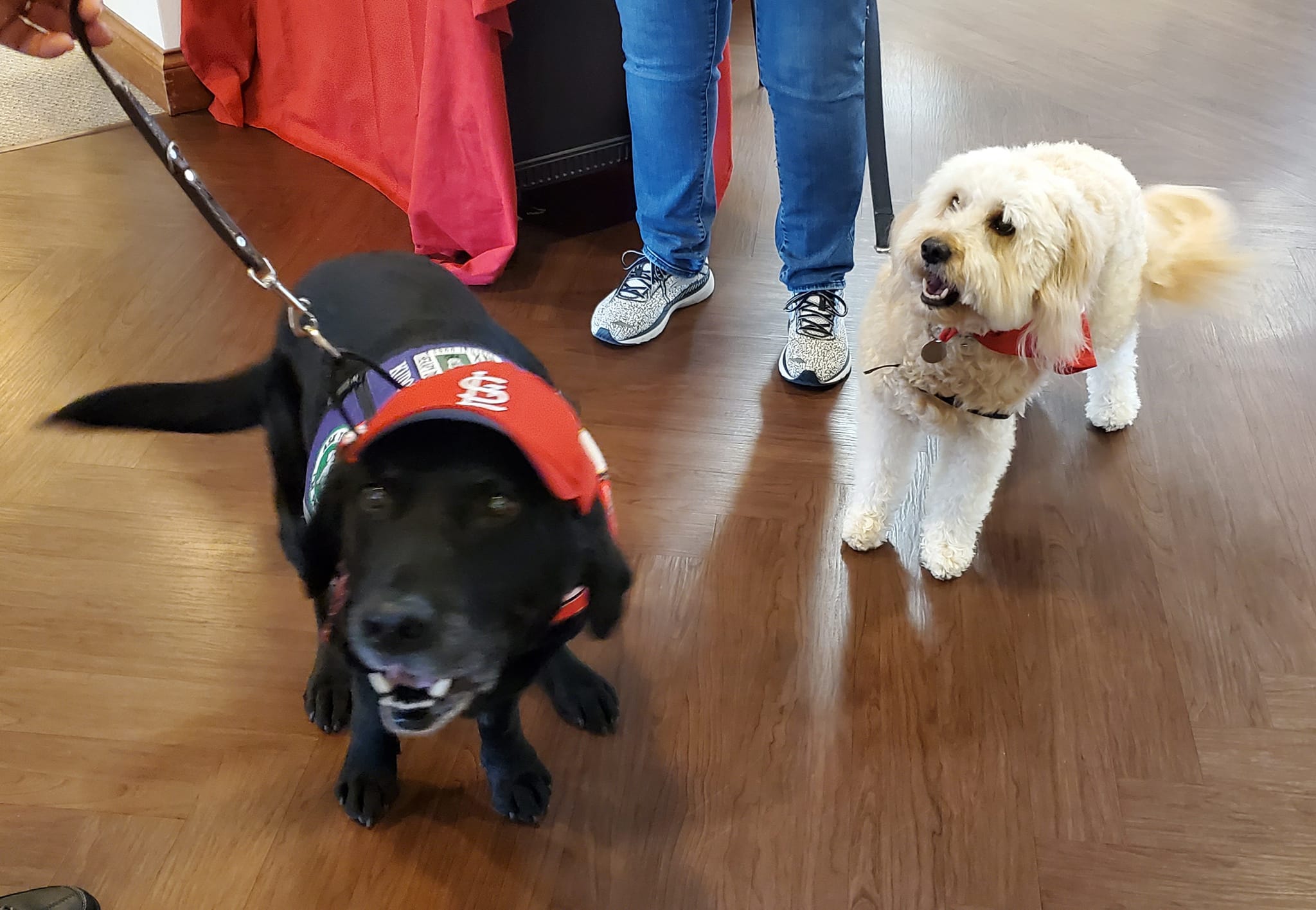 Pets welcome at Cedar Trails Senior Living in Freeburg, IL